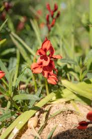 Image result for Indigofera mendonçae