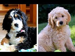 bernedoodle vs goldendoodle puppies and full grown dogs