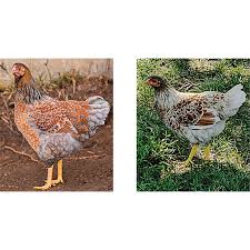 The silver laced wyandotte, which was the original breed. Blue Laced Red Wyandotte Or Splash Laced Red Wyandotte Cackle Hatchery