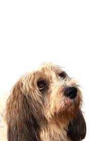 Petit Basset Griffon Vendeen Puppies For Sale Breed Group Hound Height 13 To 15 Inches At The Shoul Dog Breeds Medium Top Dog Breeds Family Dogs Breeds