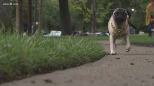 The pandemic has created a boom in pet adoptions, with some rescue groups seeing the number of animals being taken to forever homes reaching into from march through december 2019, the agency collected $5,910 in adoption holds. Kentucky Humane Society Seeing Uptick In Adoptions Amid Pandemic Whas11 Com