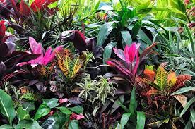 Green leaves of tropical plants bush monstera, palm, fern, rubber plant, pine, birds nest fern floral arrangement indoors garden. Colorful Tropical Plants Close Up Stock Image Colourbox