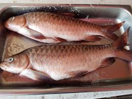 Ikankelah.com is 1 decade 3 years old. Kenyir Travel Auf Twitter Raja Ikan Iaitu Ikan Kelah Boleh Dimasak Pelbagai Masakan Datang Ke Kenyir Dan Rasainya Sendiri Pasti Sedap