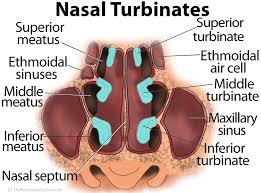 Marrow cavity (medullary cavity) the cavity that contains bone marrow in the diaphysis of a long bone; Nasal Conchae Nasal Turbinates The Respiratory System