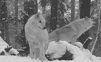 Maybe you would like to learn more about one of these? White Wolf Gifs Get The Best Gif On Giphy