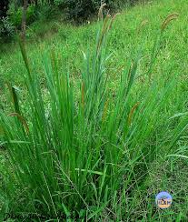 Image result for Setaria sphacelata