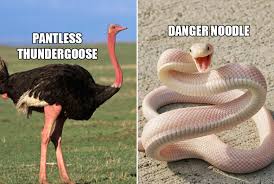 Animals can be categorized as domestic, birds, mammals, insects, reptiles, sea animals, wild and farm animals. Twitter Users Create Better Names For Animals