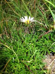 Image result for Hirpicium