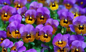 Check spelling or type a new query. Flowers That Start With P Info List With Pictures