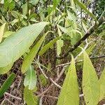 Image result for Voacanga thouarsii