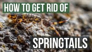 Here, we'll share our top recommendations for the best pest control if you're unsure which pest control company is best for you, read our comprehensive guide detailing our top pest control companies for 2021. How To Get Rid Of Springtails Diy Springtail Control Products Solutions Pest Lawn
