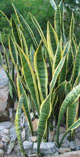 Image result for Sansevieria nilotica