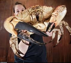 Tasmanian Giant Crab Named Claude Weighs A Mighty 15 Pounds And Measures 15 Inches And Can Grow Double Its Weight Crab Big Crab King Crab