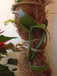 Image result for Vanilla crenulata