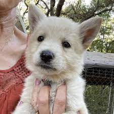 The reason is there are many australian shepherd puppies for sale florida results we have discovered especially updated the new coupons and this process will take a while to present the best result for. Be Bright German Shepherds German Shepherd Puppies For Sale In Central Florida Germa German Shepherd Puppies White German Shepherd Puppies Shepherd Puppies