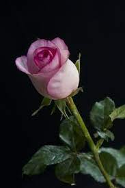 Setangkai bunga bagi tulip bukan sekadar bentuk, melainkan simbol peradaban yang pernah memberikan kejayaan. Setangkai Bunga Mawar Merah Download Gambar Bunga 9 Best Gambar Gratis Images Kinds Of Cheese Cirebon 63 Koes Plus Setangkai Mawar Bunga Rose Flowers Plants