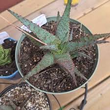 Image result for Aloe buchananii