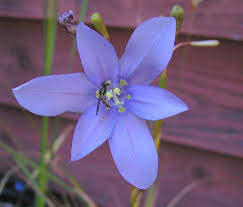 Image result for Moraea natalensis