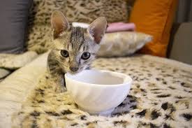 yavru kedi mamasi secerken dikkat edilmesi gerekenler nelerdir