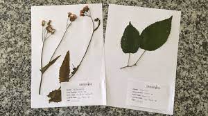 Secar flores es una forma de mantener en cierta forma vivas aquellas flores que alguien nos regaló en su momento y que nos pareció algo muy especial. Experimentoteca Prensa Para Flores E Folhas Como Fazer Exsicatas Para Herbario Youtube