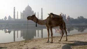 But it is not as large as a camel's trunk, you cannot expect them to store water for many days. How Long Can A Camel Go Without Water