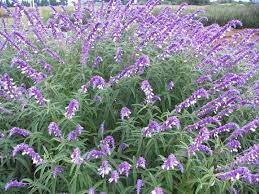 Salvia Leucanthe Google Search Mexican Sage Mexican Sage Bush Salvia