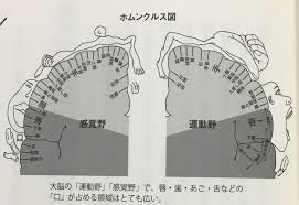 脳寿命を延ばす鍵は、歯にあった ！