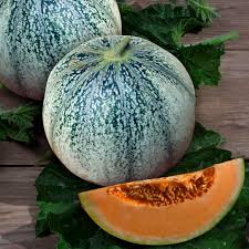 Image result for Cucumis melo