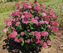 Image result for Hydrangea arborescens Pink Anabelle