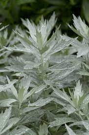 Beautiful silver leaves, deeply cut, add interesting color and texture to the garden. Artemisia Ludoviciana Silver King