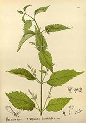 Image result for Scutellaria schweinfurthii