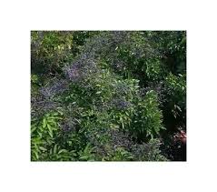 Image result for Dialium guineense