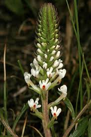 Image result for Hebenstretia