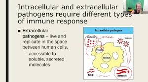 Image result for Intracellular Bacteria