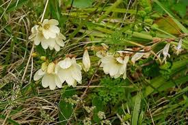 Image result for Tritonia moggii