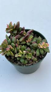 Image result for Anacampseros rhodesica