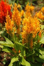 Celosia Century Amazing Flowers Flowers Photography Plants