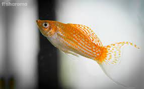 There are dozens of different kinds of mollies, all having different colors. Molly Fish The Complete Care Guide For Your Cute Water Buddy
