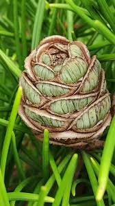 Image result for Pycnostachys verticillata