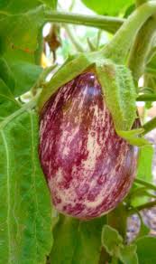 Zucchini and eggplant are indeed full of water. How To Grow Eggplant In Containers Dengarden