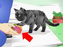 One such plant, coleus canina, goes by. 3 Ways To Keep A Cat Out Of Potted Plants Wikihow