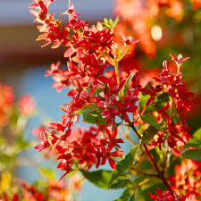 Hedging and planting advice helpful information, tools and projects flowering hedges are perfect for adding colour, interest and structure to your outdoor space. How To Grow A Nsw Christmas Bush Better Homes And Gardens