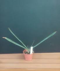 Image result for Aloe wildii