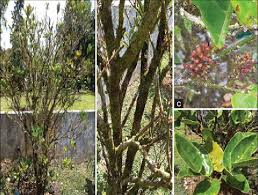 Image result for Antidesma membranaceum