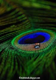 Check spelling or type a new query. Peacock Feather
