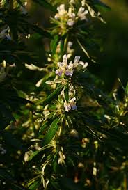 Image result for Hygrophila schulli