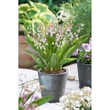 May 14, 2020 · how to plant lily of the valley. Van Zyverden Set Of 6 Lily Of The Valley Roots Pink Target