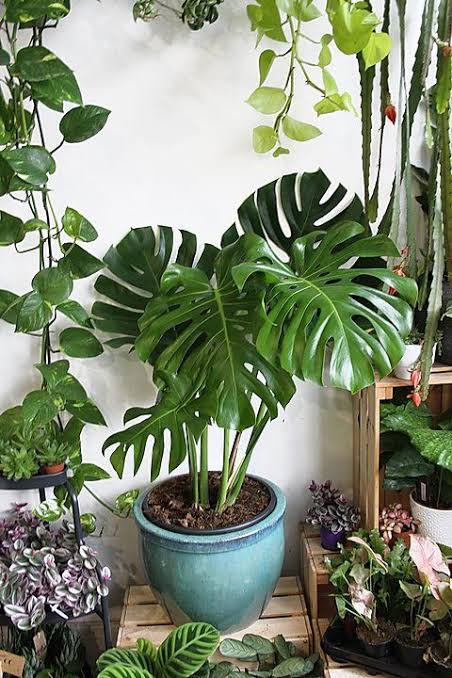 Monstera Deliciosa Indoor Plant