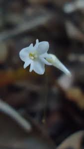 Image result for Gymnosiphon