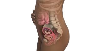 Ssw 13 Sie Sind 13 Wochen Schwanger Babycenter